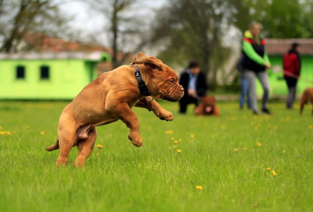 Dog Park Dos And Don’ts: How to have a successful trip to your local dog park