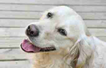 Service Dog Graduates Together With His Owner 4-year-old golden retriever earns university diploma!