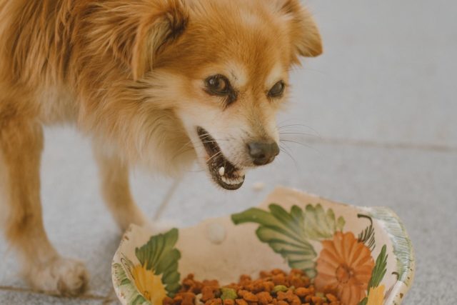 8 Vet–Recommended Foods For A Healthier Dog