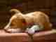 Six Ways You Can Annoy Your Dog – Unintentionally Six Ways You Can Annoy Your Dog - Unintentionally