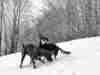 Communication: How Dogs Do It Two beautiful dogs communicating with each other in the snow