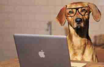 7 Signs To Know If Your Dog Is Smart 7 Signs To Know If Your Dog Is Smart
