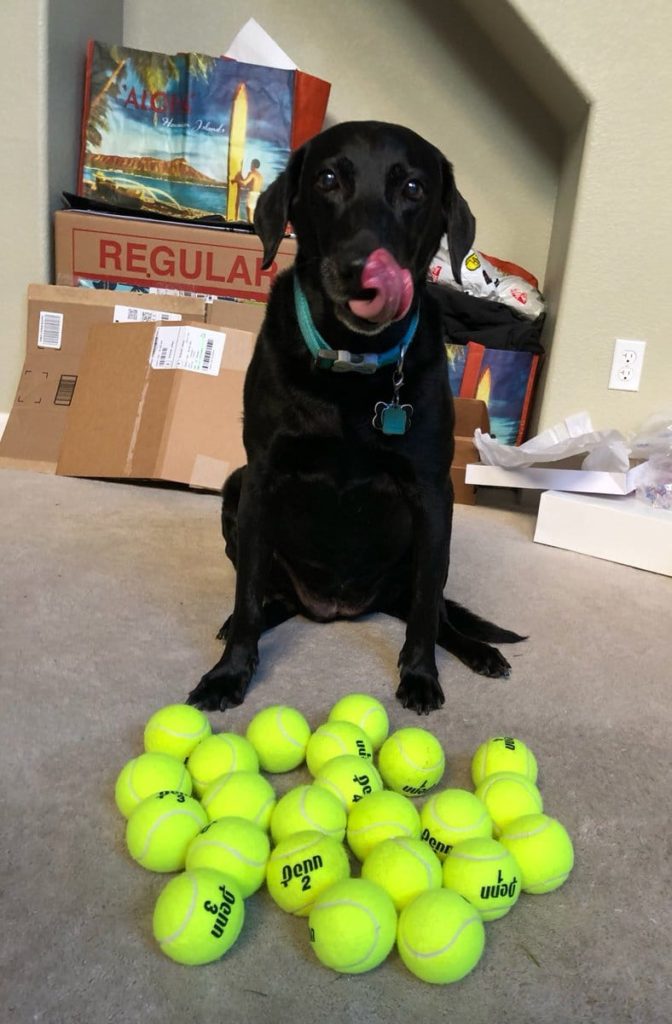 dog loses it when she receives a box of tennis balls