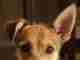 Stray Dog Joins 155-Mile Extreme Marathon — And Ends Up Being Adopted Stray Dog Joins 155-Mile Extreme Marathon