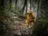 Golden Retriever Dog Saved An Eagle From Freezing To Death Golden Retriever Dog Saved An Eagle From Freezing To Death