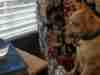 Tiny Chihuahua Puppy Gets Mesmerized With The Crystal Ball Mom Bought Tiny Chihuahua Puppy Gets Mesmerized With The Crystal Ball Mom Bought