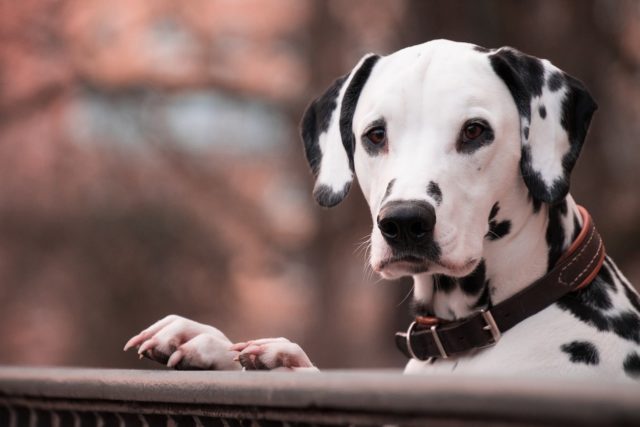 Dalmatian Patiently Waits For Trash Day To Bond With The Neighborhood's Garbage Collectors