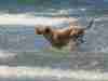 Dog Saves Owner’s Life From Shark Attack Dog Saves Owner's Life From Shark Attack