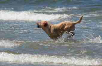 Dog Saves Owner’s Life From Shark Attack Dog Saves Owner's Life From Shark Attack