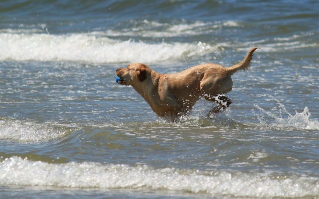 Dog Saves Owner's Life From Shark Attack