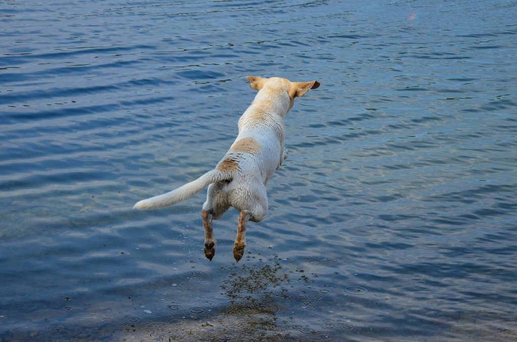 Cute Puppy Plays Dead To Avoid Swimming In Lake - The Barking Blog