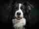 Watch This Amazing Aussie Dog Playing Jenga – Simply Incredible!