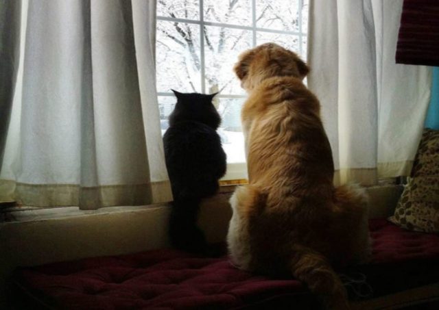 fur-mom surprises her dog with a kitten