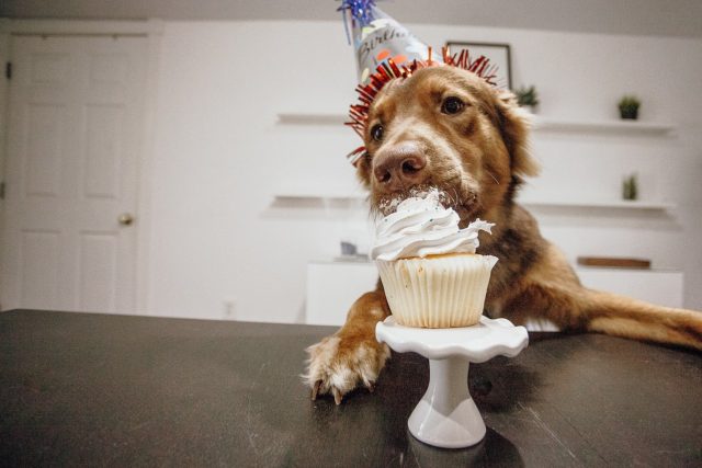 Labrador Decides To Feed Herself With One Of The Cakes Included In Baking Contest