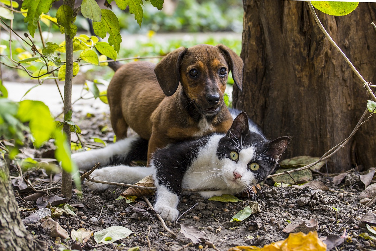 dog, cat, dog - cat friendship