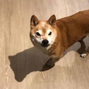 A very grumpy looking Shiba Inu dog! This perpertually grumpy Shiba Inu makes everyone smile.