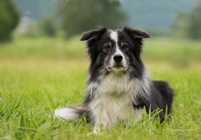 Romanian Dog Receives Animal Hero Rescue Award