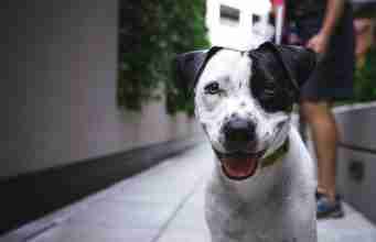 Actor’s Ex-Wife Adopts His Pooch After His Death Actors Ex-Wife Adopts His Pooch After His Death