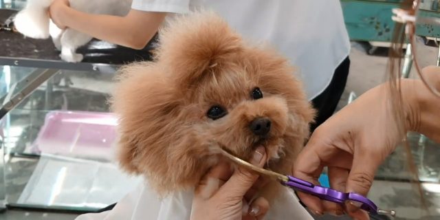 Poodle Is Transformed From Furball To Fabulous