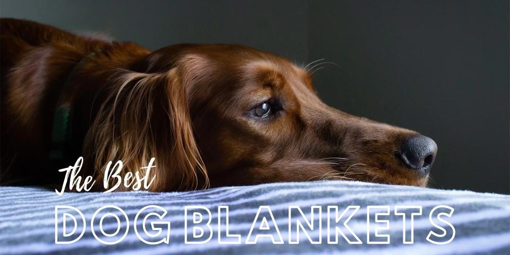The best washable dog blankets