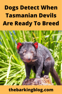 Dogs Detect When Tasmanian Devils Are Ready To Breed