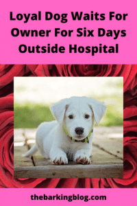 Loyal Dog Waits For Owner For Six Days Outside Hospital