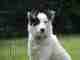Dog Blocks Road After Owner Has Seizure Dog Blocks Road After Owner Has Seizure
