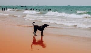 A Dog Standing On Dog Beach In San Diego Photo Taken By Alex Rybin On Unsplash 1 300x175 