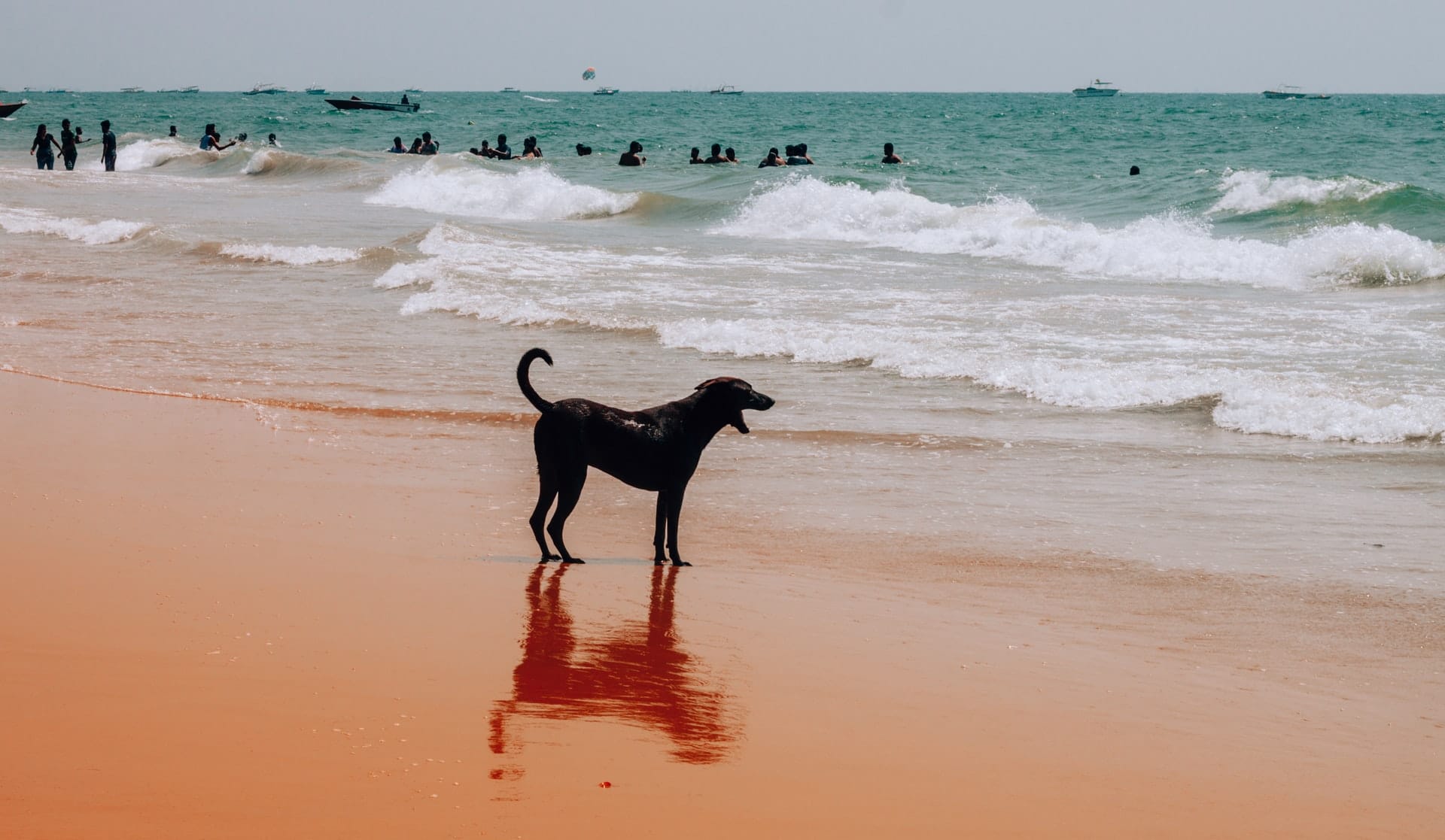 A dog standing on Dog Beach in San Diego - photo taken by Alex Rybin on Unsplash