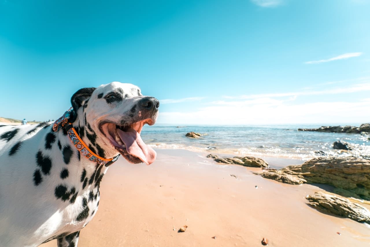Dalmatian on a San Diego dog beach - photo taken by Jodie Louise from Pexels