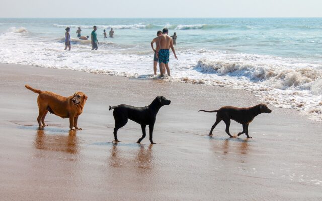 Dogs on Dog Beach in San Diego, California, USA