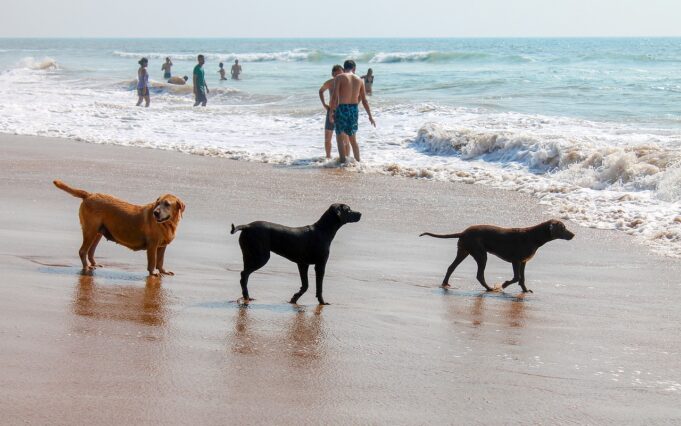 Dogs On Dog Beach In San Diego Photo Taken By Mirko Sajkov From Pixabay 681x426 