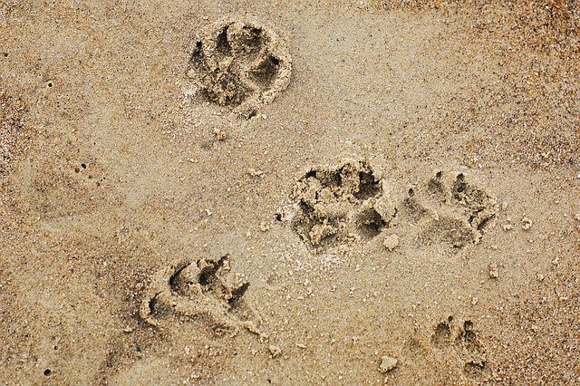 Paw prints in the sand - photo taken by Katrina S from Pixabay