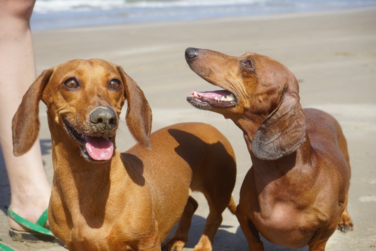 Two brown Dachshunds on a San Diego beach - photo taken by Tatiana LM from Pexels