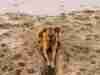 Dog Friendly Beaches in Massachusetts