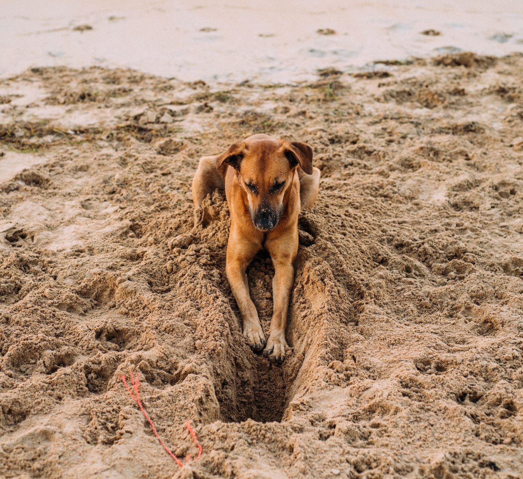 Dog Friendly Beaches in Massachusetts - The Barking Blog