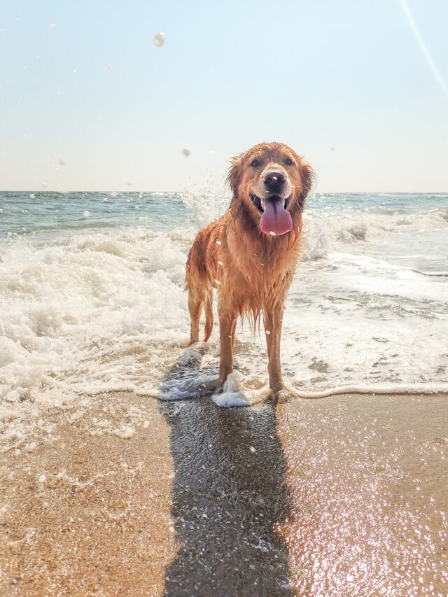 Golden Retriever on Bald Head Island, a dog friendly beach in North Carolina