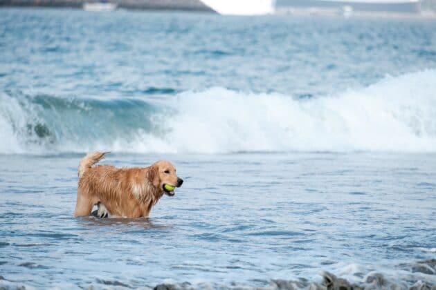 Rosie's Dog Beach: The Ultimate Guide - The Barking Blog