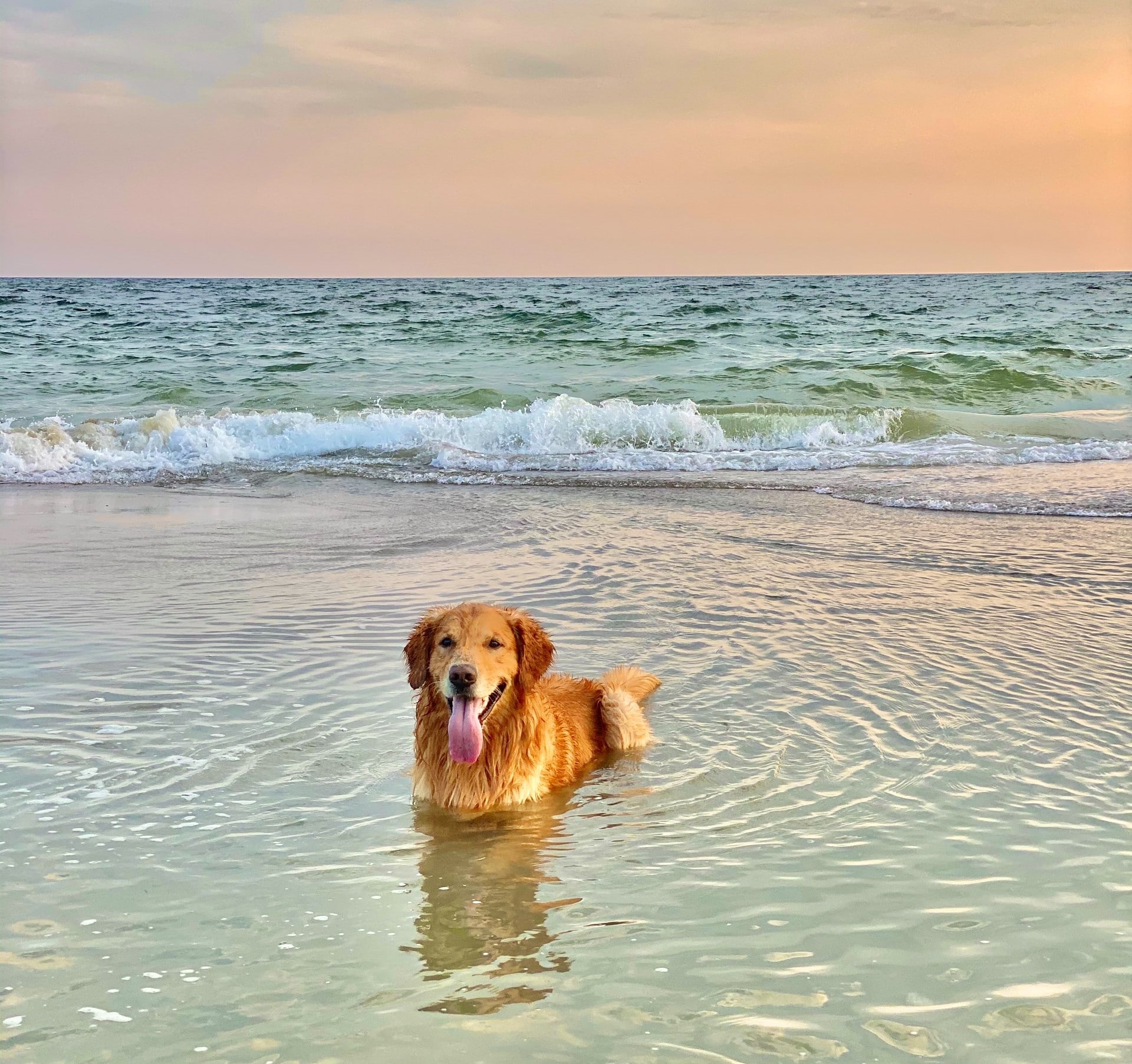 Golden Retriever at the beach, Bald Head lsland, North Carolina, USA - One of the dog friendly beaches in North Carolina - Photo by Elisa Kennemer on Unsplash