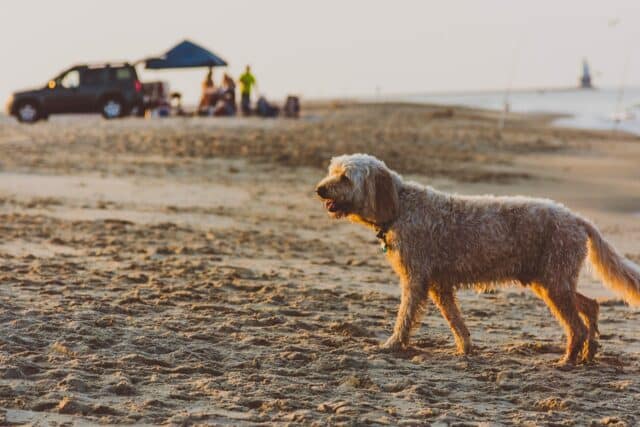 The best dog beaches in Delaware - a beautiful dog on Rehoboth Beach