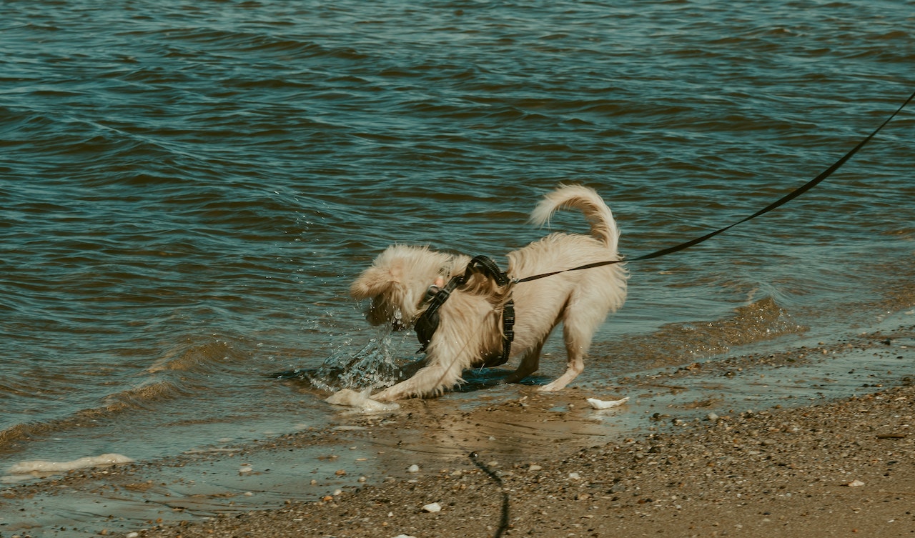 Dog playing at the edge of the water on a North Lake Tahoe dog friendly beach