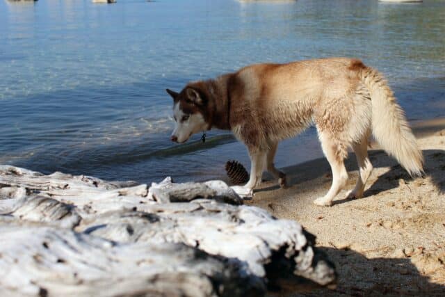 Siberian Husky at a dog friendly beach in South Lake Tahoe, USA