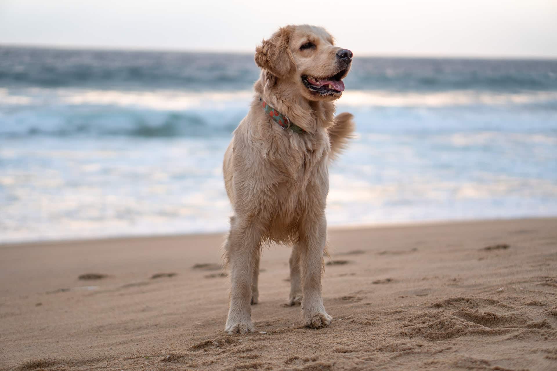 Golden Retriever on a Cape Cod dog-friendly beach