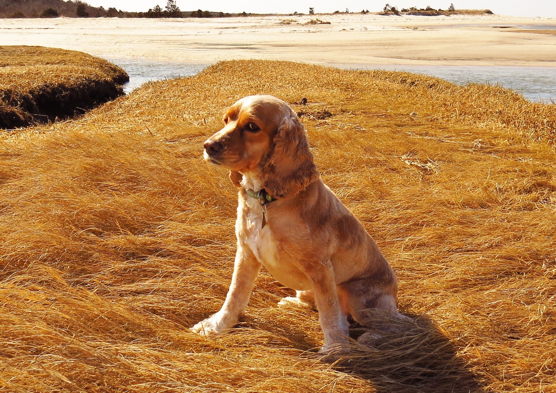 A guilty-looking cocker spaniel on a Cape Cod dog beach