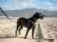 Dog Friendly Beaches in Rhode Island Black dog on one of the dog friendly beaches in Rhode Island