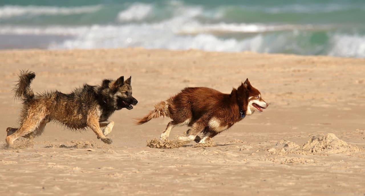 Dogs running on a beautiful sandy dog friendly beach in Connecticut