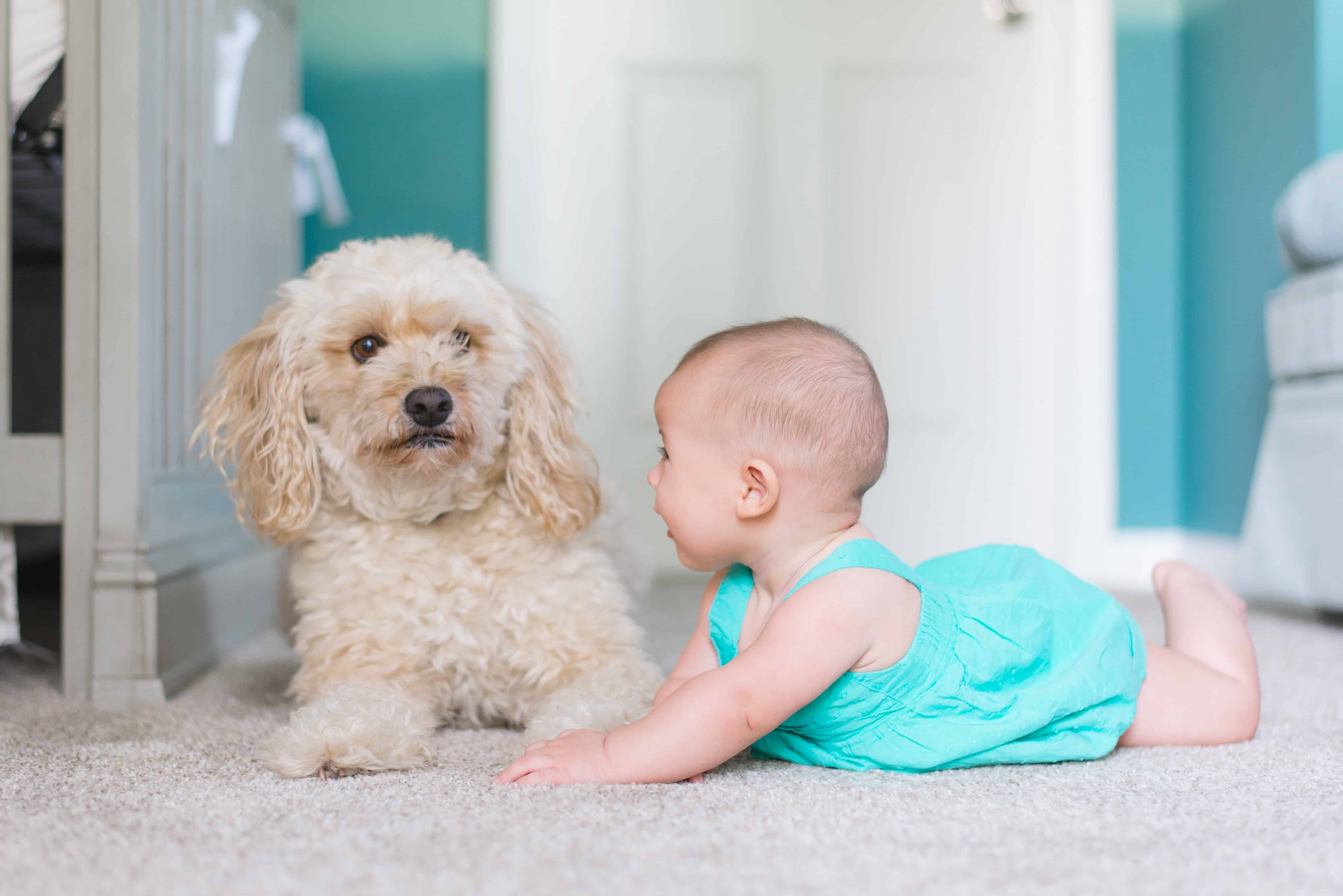 Dog with a small baby in a family living room - How Important Is Socialization To Your Canine Friend?