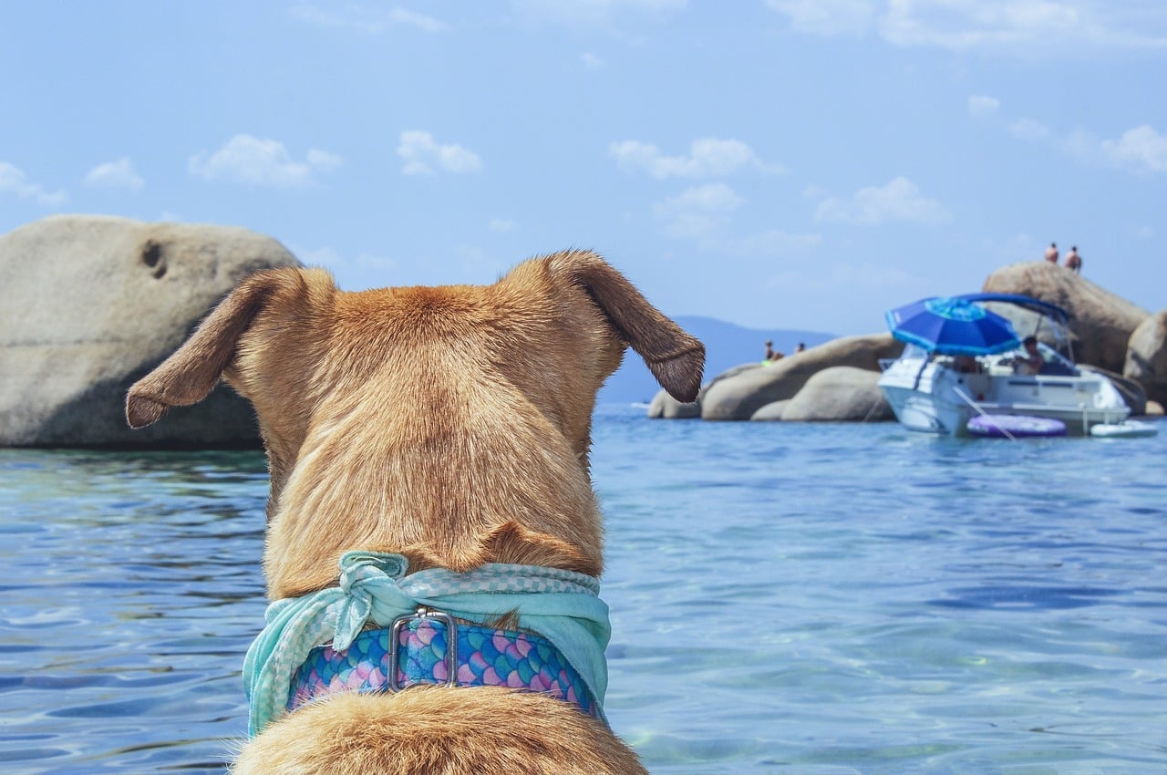 A dog on beautiful Lake Tahoe, California - home to lots of gorgeous US dog beaches