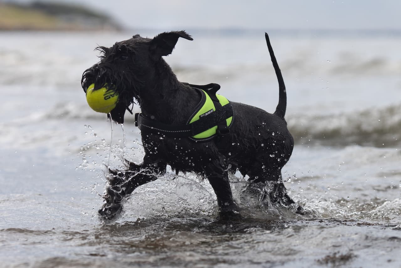 A black miniature Schnauzer playing with a ball at a dog friendly beach in Pinellas County, Florida, USA
