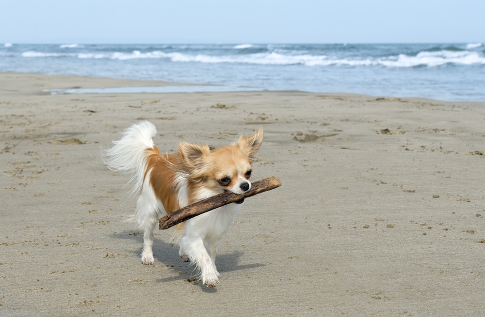 A cute chihuahua playing with a stick on one of the best dog beaches in the US